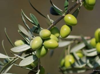 taxi aeroport Marseille vers le Var 83