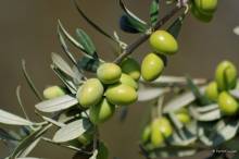 Nos prestations sur le secteur de Circuit Paul Ricard du Castellet